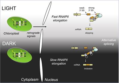 Alternative Splicing and Transcription Elongation in Plants